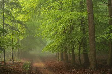 Forêt brumeuse au printemps 8 sur René Jonkhout