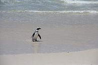 Pinguin dockt an von Quinta Dijk Miniaturansicht
