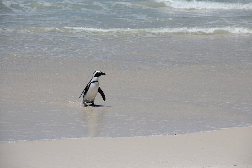 Pinguin dockt an von Quinta Dijk