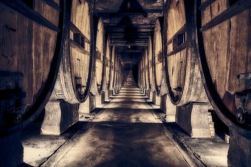 authentic wine cellar with old wine barrels