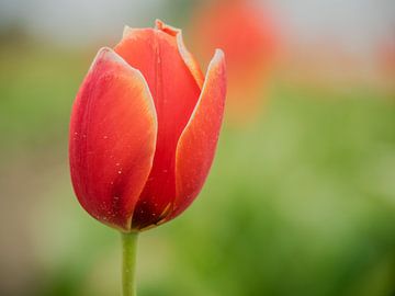 Tulpen met een groene achtergrond van Martijn Tilroe