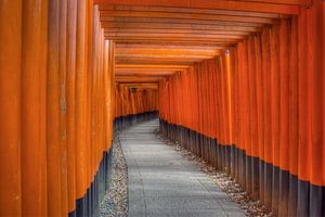 Les portes du torii de Kyoto