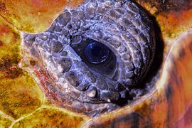 Ozeanwächter: Schildkrötenauge