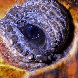 Ocean Guardian: Schildpadogen van LISA DC