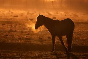 Lever de soleil sur le cheval royal