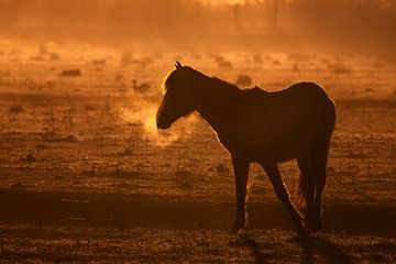 Könige Pferd Sonnenaufgang von natascha verbij