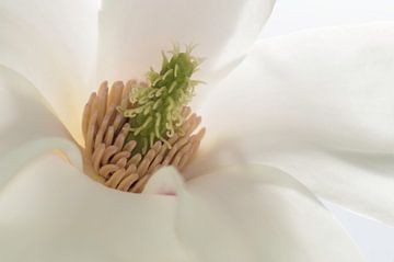 Magnolia hart  van Yvon van der Wijk