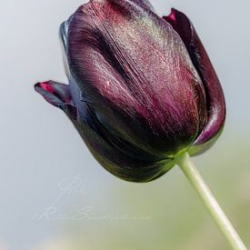 Close-up van een diep paarse tulp in de zon met een lichte achtergrond van Shop bij Rob