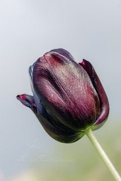 Nahaufnahme einer dunkelvioletten Tulpe in der Sonne vor einem hellen Hintergrund von Shop bij Rob