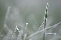 Sugar grass
