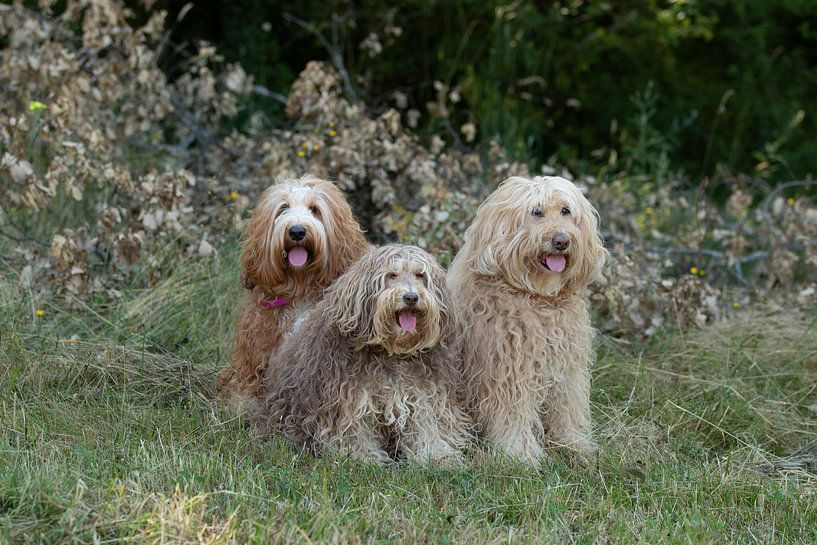 labradoodle love, doodles, labradoodles, chiens par M. B. fotografie