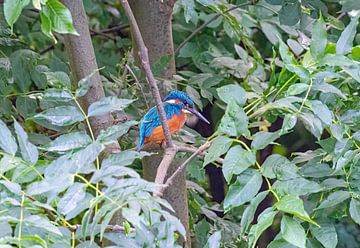 Der Eisvogel von Merijn Loch