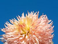 dahlia