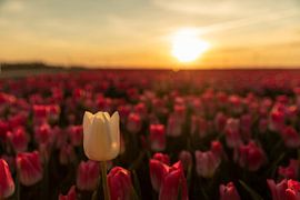 Tulip at sunset by André Dorst