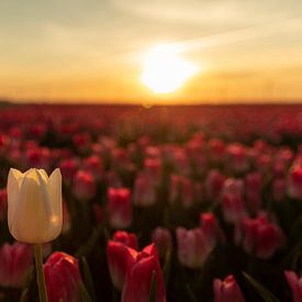 Tulp bij zonsondergang van André Dorst