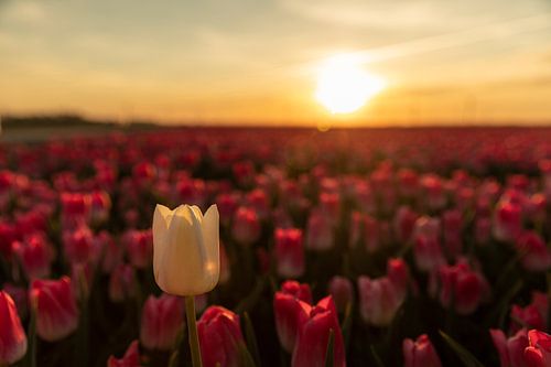 Tulp bij zonsondergang van André Dorst