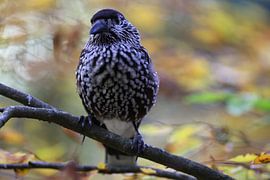 Spotted Nutcracker, Eurasian nutcracker (Nucifraga caryocatactes von Frank Fichtmüller