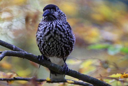 Gevlekte notenkraker, Euraziatische notenkraker (Nucifraga caryocatactes