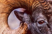 Oog ram Rocky Mountains