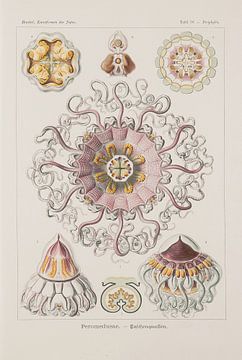 Discomedusae, Kunstformen der Natur, E.Haeckel, 1904 - Sammlung Teylers Museum von Teylers Museum