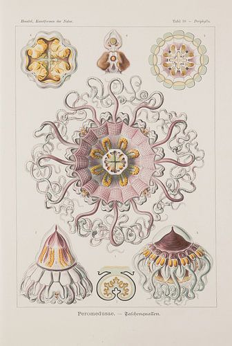 Discomedusae, Kunstformen der Natur, E.Haeckel, 1904 - Collectie Teylers Museum