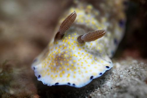 Sea snail @ Komodo, Indonesia