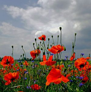 Poppy van Ostsee Bilder