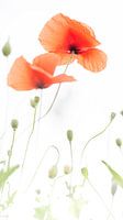 Mohn - Papaver 2022 - 10
