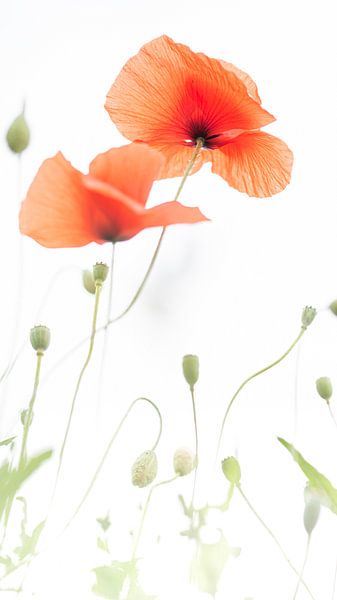 Poppy - Papaver 2022 - 10 by Danny Budts