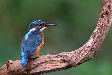 Eisvogel von Antwan Janssen