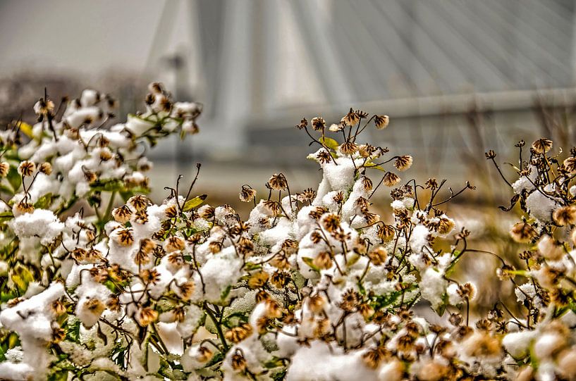 Winter at Erasmus Bridge by Frans Blok - photos, art and other wall decoration