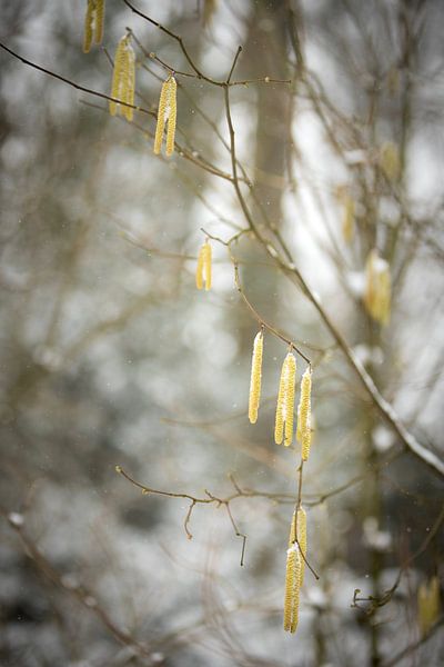 yellow flowers in winter | snow in the woods | white colours | winter photo by Karijn | Fine art Natuur en Reis Fotografie