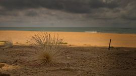 Barringtonia asiatica by Daniel Gieser