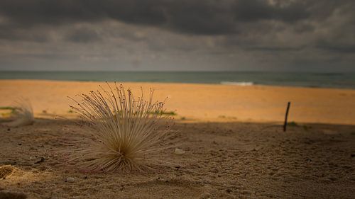 Barringtonia asiatica