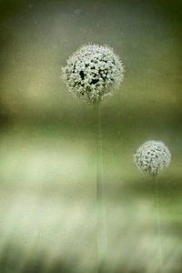 Wit bloeiende Allium