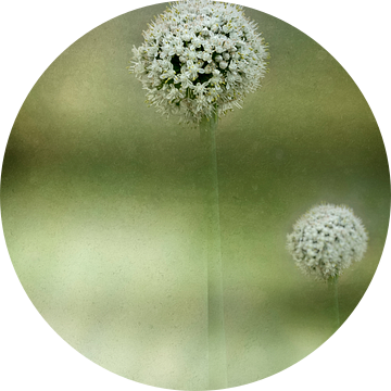 Wit bloeiende Allium van Ellen Driesse