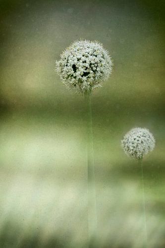 White flowering Allium