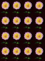 DAHLIA'S ROSE GEEL COLLAGE