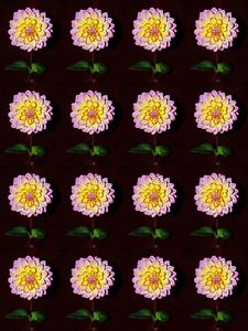 COLLAGE DE DAHLIAS'S ROSES JAUNES