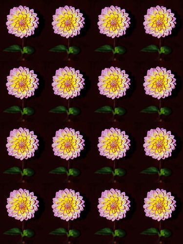 DAHLIA'S ROSE GEEL COLLAGE