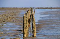 Wadden area