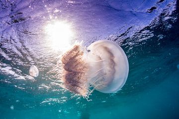 Jellyfish in the sun by Jan van Kemenade