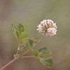 Fleur de trèfle blanc sur Marianne Twijnstra