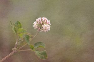 Weißkleeblüte