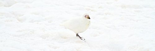 witter dan wit, de beste manier van camouflage op de zuidpool
