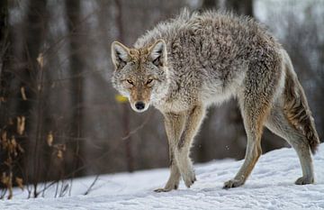Coyote van Renald Bourque
