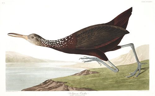Koerlan