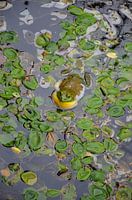 Groene en gele kikker in een vijver vol met zeebladeren