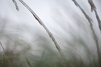 Abstract nature photo (ice on blade of grass)