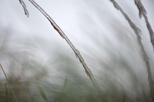Abstracte natuurfoto (ijs op grasspriet)